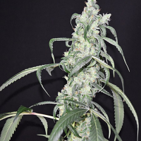 Pot Valley Seeds Crystal Sherbet Feminized