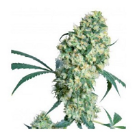 Bulk Seeds Auto Superbud Feminized