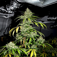 Big Head Seeds Bubblehead #13 Feminised