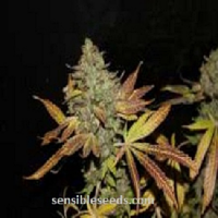 Connoisseur Genetics Seeds Rainbow Jones Feminized