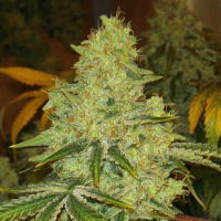 Archive Seeds Code Blue Regular