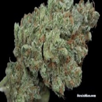 Rare Dankness Seeds Ghost Train Haze #1 Regular