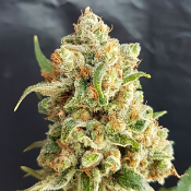 New York Diesel Auto – Feminized – Expert Seeds