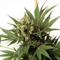 KC Brains Seeds Spontanica Feminized