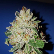 Violet Kush – Feminized – Garden of Green