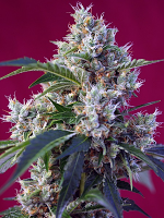 Sweet Seeds Indigo Berry Kush Feminized