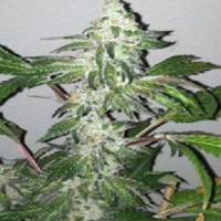 Cali Connection Seeds Girl Scout Cookies Feminized