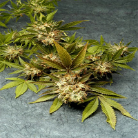 Delta 9 Labs Seeds Fruit of the Gods Regular