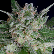 Don O.G. Kush Auto - Feminized - Don Avalanche Seeds
