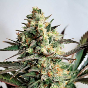 Dresden Green Diamond – Feminized – Garden of Green