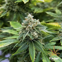 Flavour Chasers Seeds Guava Feminized