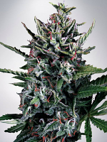 Ministry of Cannabis Seeds Auto Silver Bullet Feminized