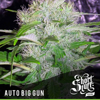 Shortstuff Seeds Auto Big Gun Feminised