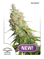 Auto Desfrán® - Feminized - Dutch Passion