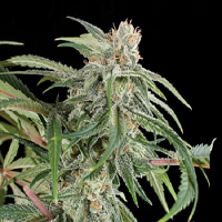 Kera Seeds Premium Diesel Feminised