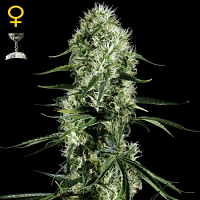 Green House Seeds Super Silver Haze Feminised