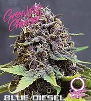 Blue Diesel Auto - Feminized - Growers Choice