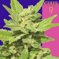Ceres Seeds Lemonesia Feminized