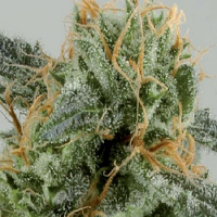 De Sjamaan Seeds Crystal Ryder Auto Feminised