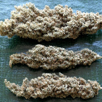 Delta 9 Labs Seeds Brainstorm Haze Regular