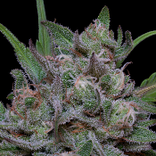 Trippy Sherbert Punch Auto - Feminized - Big Head Seeds