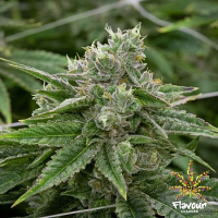 Flavour Chasers Seeds Stardawg Feminized