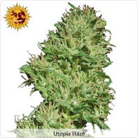 Barney's Farm Seeds Utopia Haze Feminized