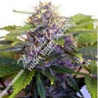 The Joint Doctor Seeds Purple Ryder Auto Feminized