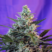 Sweet Skunk Fast Version - Feminized - Sweet Seeds