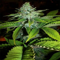 Seedism Seeds AppleJack Feminized