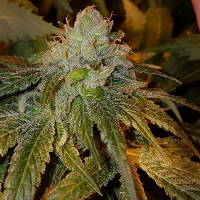 Connoisseur Genetics Seeds Dogshit Dead Head Haze Feminized