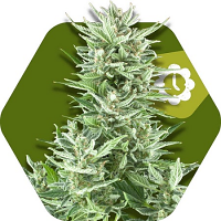 Zambeza Seeds Big Bud XL Auto Feminized
