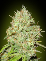 Advanced Seeds Shark Widow Feminized