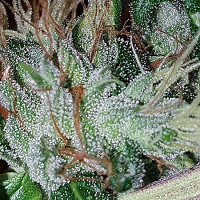 Connoisseur Genetics Seeds Dutchie Jones Feminized