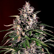 Auto Dosi - Feminized - G13 Labs