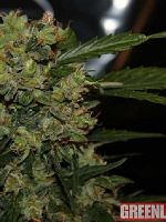 Green Label Seeds Automatic Mega Bud Feminised