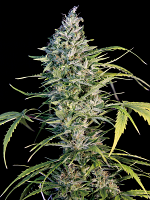 Big Monster Flow - Feminized - Big Monster Seeds