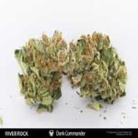 Rare Dankness Seeds Dank Commander Regular 