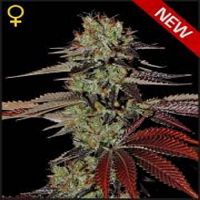 Green House Seeds Kings Kush Auto Feminized