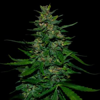 VIP Seeds Timanfaya Auto Feminized