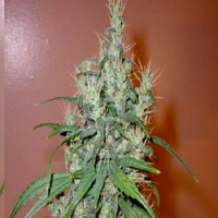 Next Generation Seeds Romulan Haze Regular