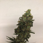 Tropical Orange Soul - Feminized - Trichome Jungle Seeds