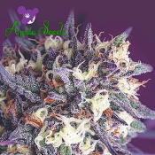 Sour Apple - Feminized - Anesia Seeds