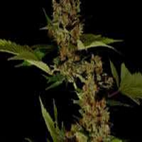 Soma Seeds Free Tibet Regular