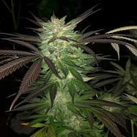 The Saw - Regular - The Captain's Connection Seed Co