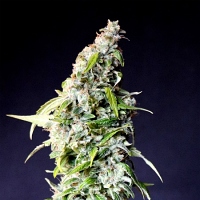 Kannabia Seeds Speedy Boom Auto Feminized