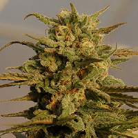 Big Head Seeds Julie’s Cookies Auto Feminized