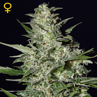 Green House Seeds Super Critical Auto Feminised