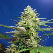 Sweet Pure Auto CBD - Feminized - Sweet Seeds