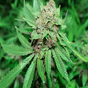 SILVER LINE White Grapes - Regular - Purple Caper Seeds